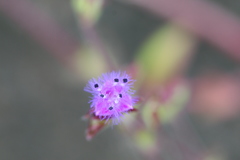 Cyanotis papilionacea